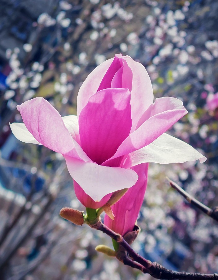 2025四月初春《春暖花开》迎来新的一年春季。