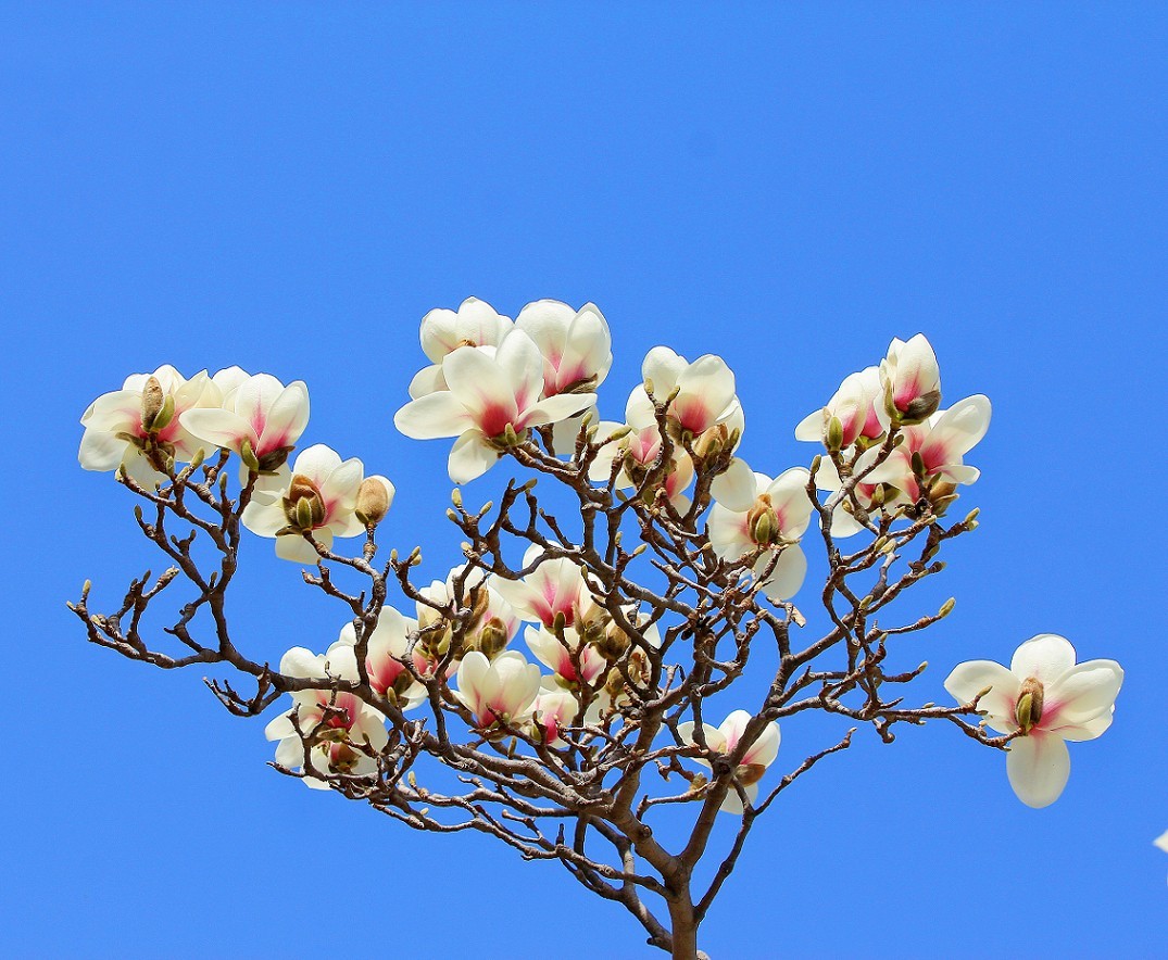 2025四月初春《春暖花开》迎来新的一年春季。