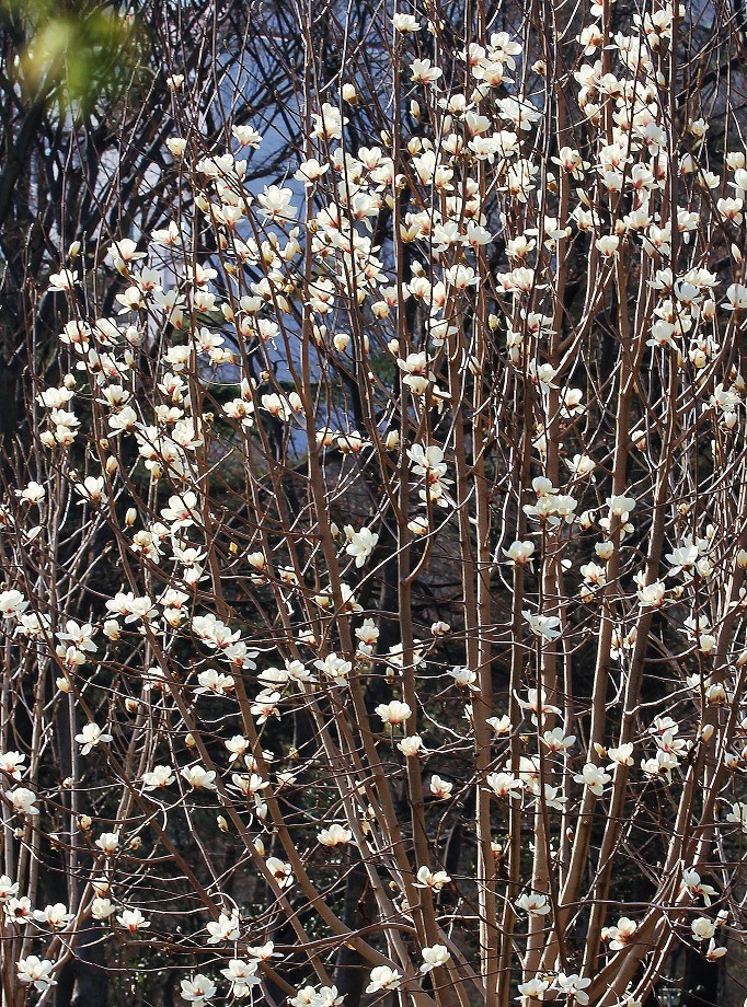 2025四月初春《春暖花开》迎来新的一年春季。