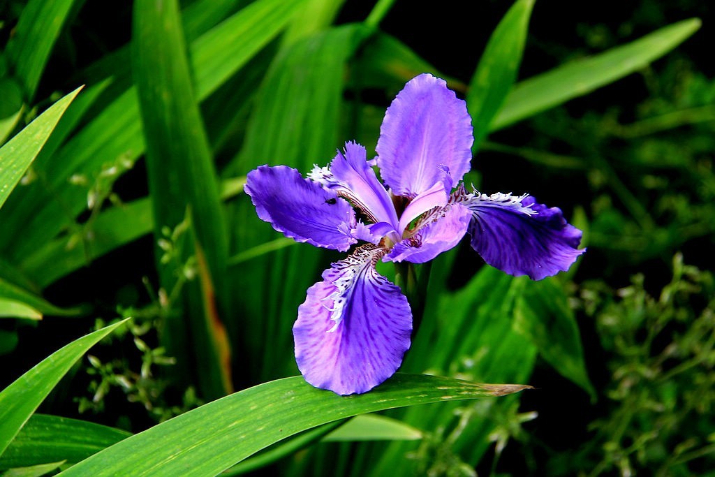鸢尾花-5