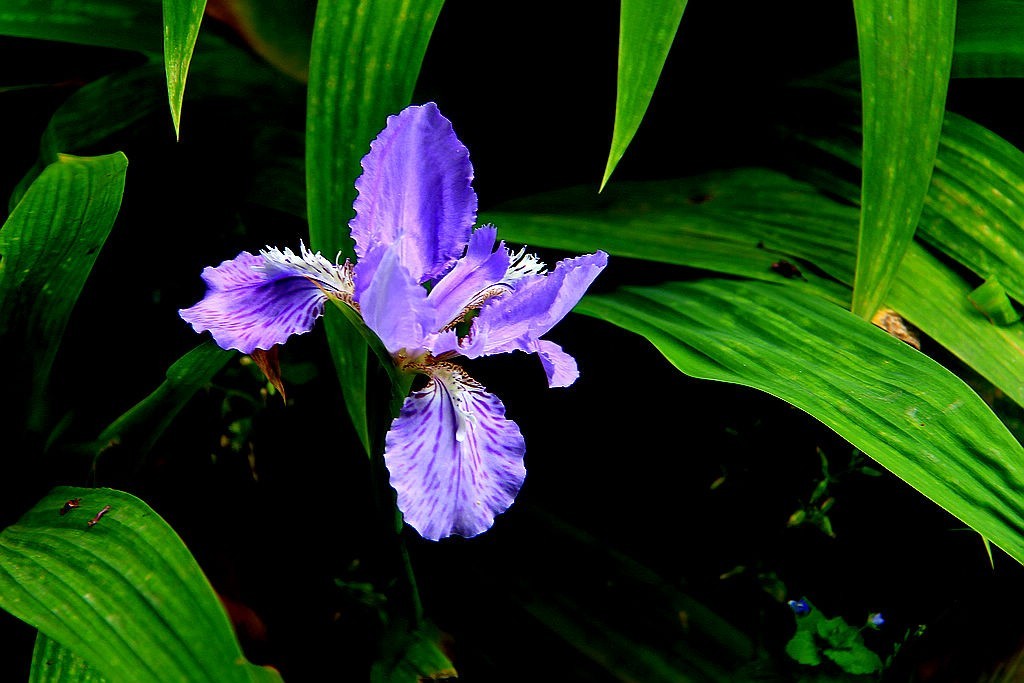 鸢尾花-5