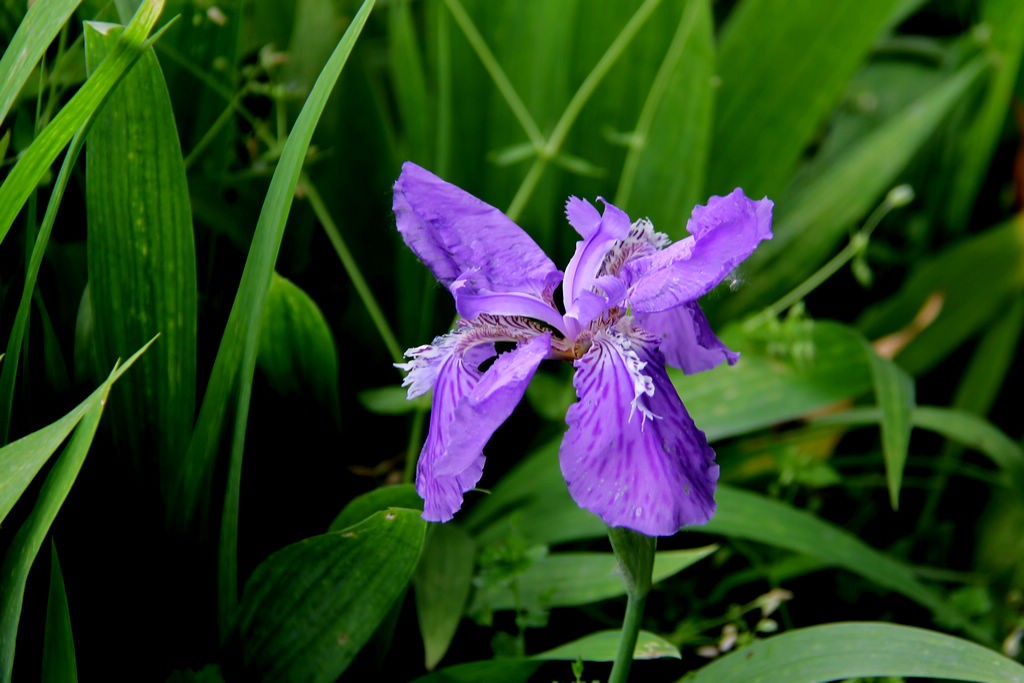 鸢尾花-5