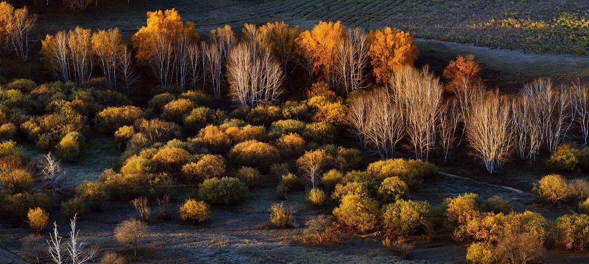 几张比较满意的凤光片