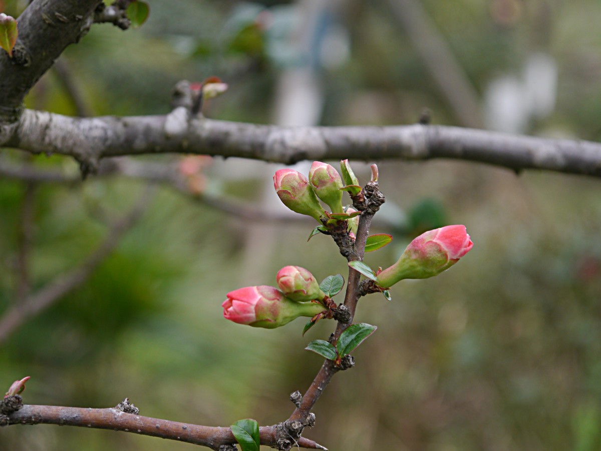 海棠花正红（1）