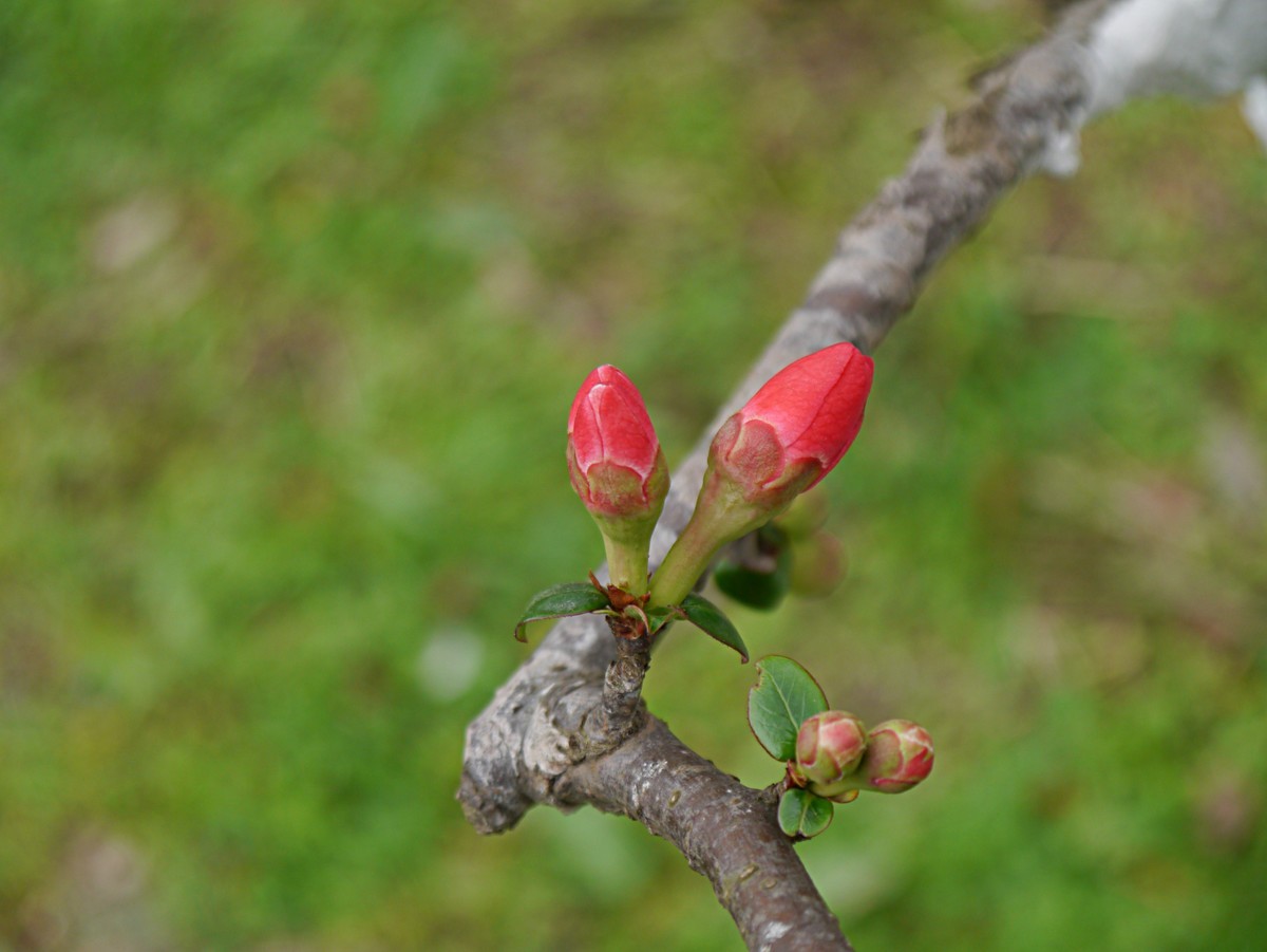 海棠花正红（1）