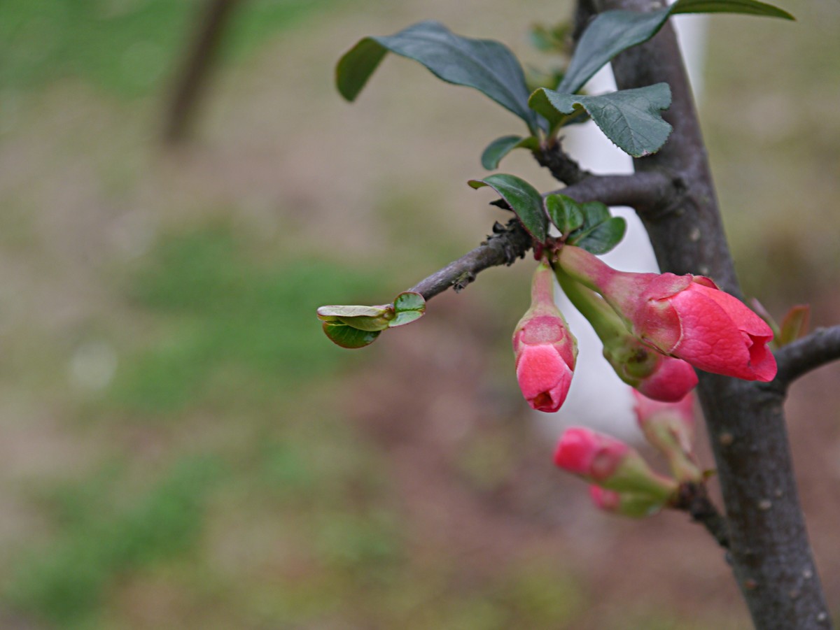 海棠花正红（1）