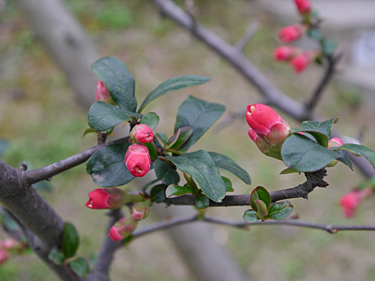海棠花正红（1）