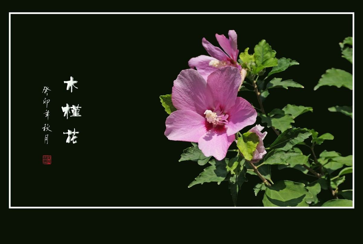 朝开夕合枝头俏，夏末秋初不争春