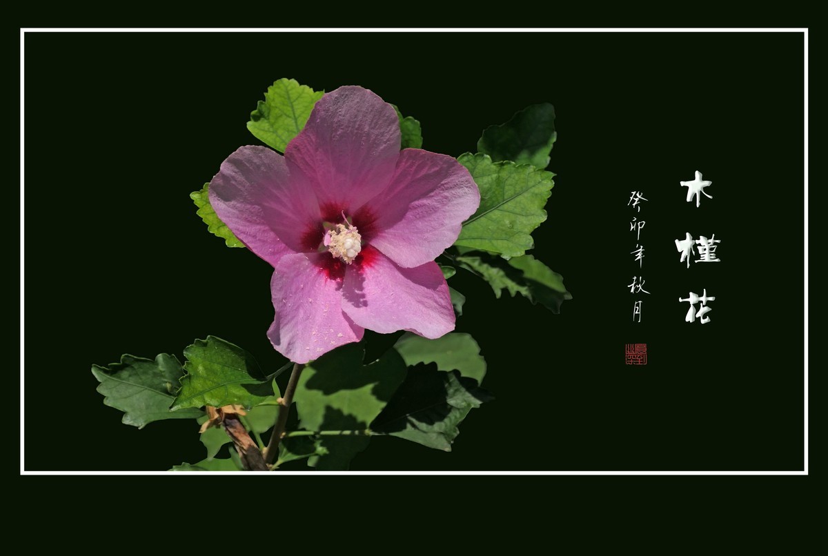 朝开夕合枝头俏，夏末秋初不争春