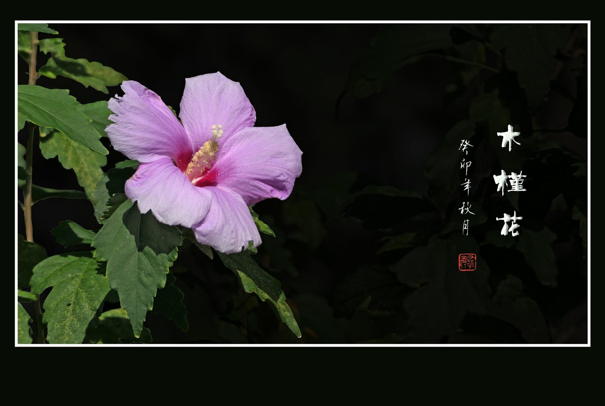 朝开夕合枝头俏，夏末秋初不争春
