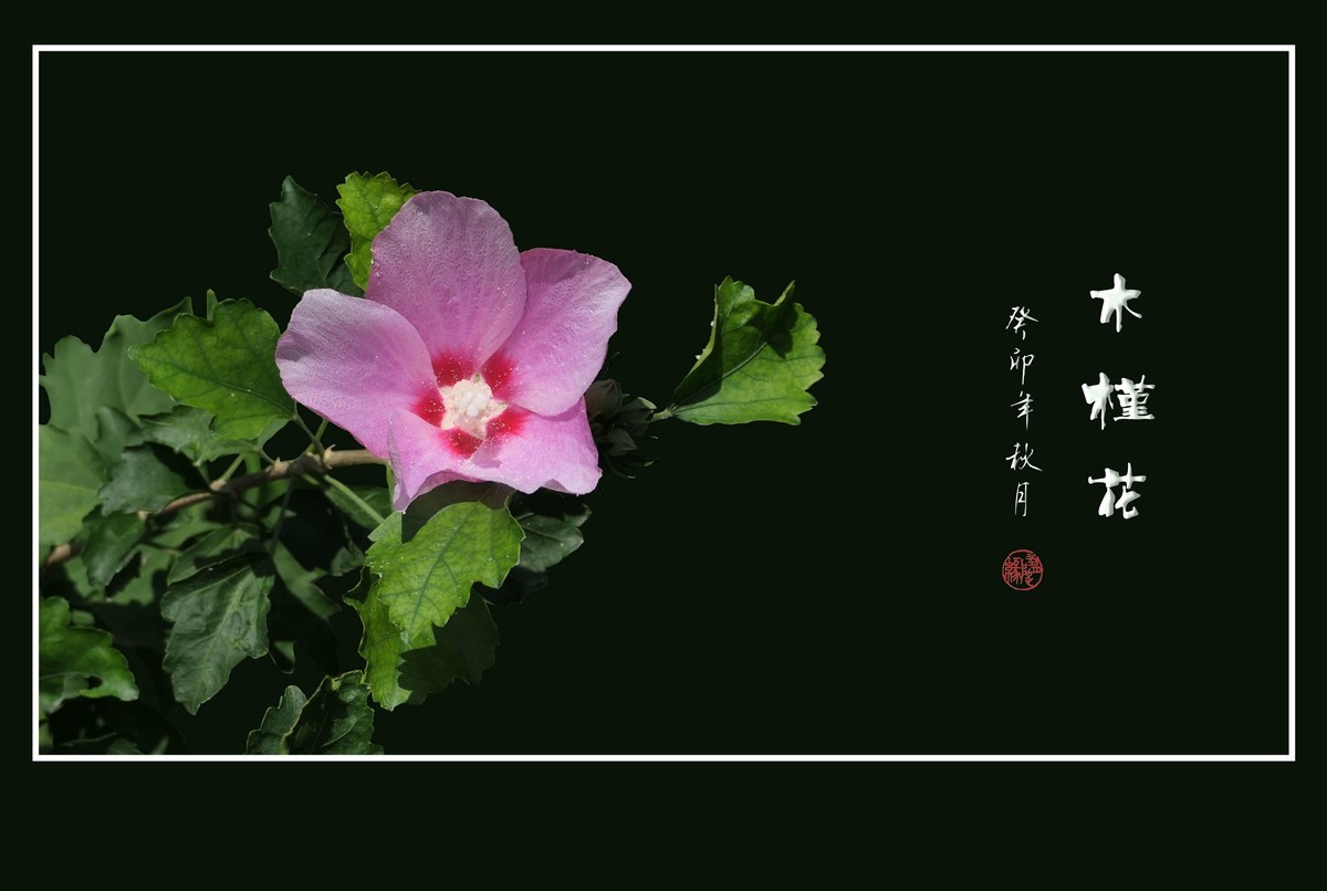 朝开夕合枝头俏，夏末秋初不争春