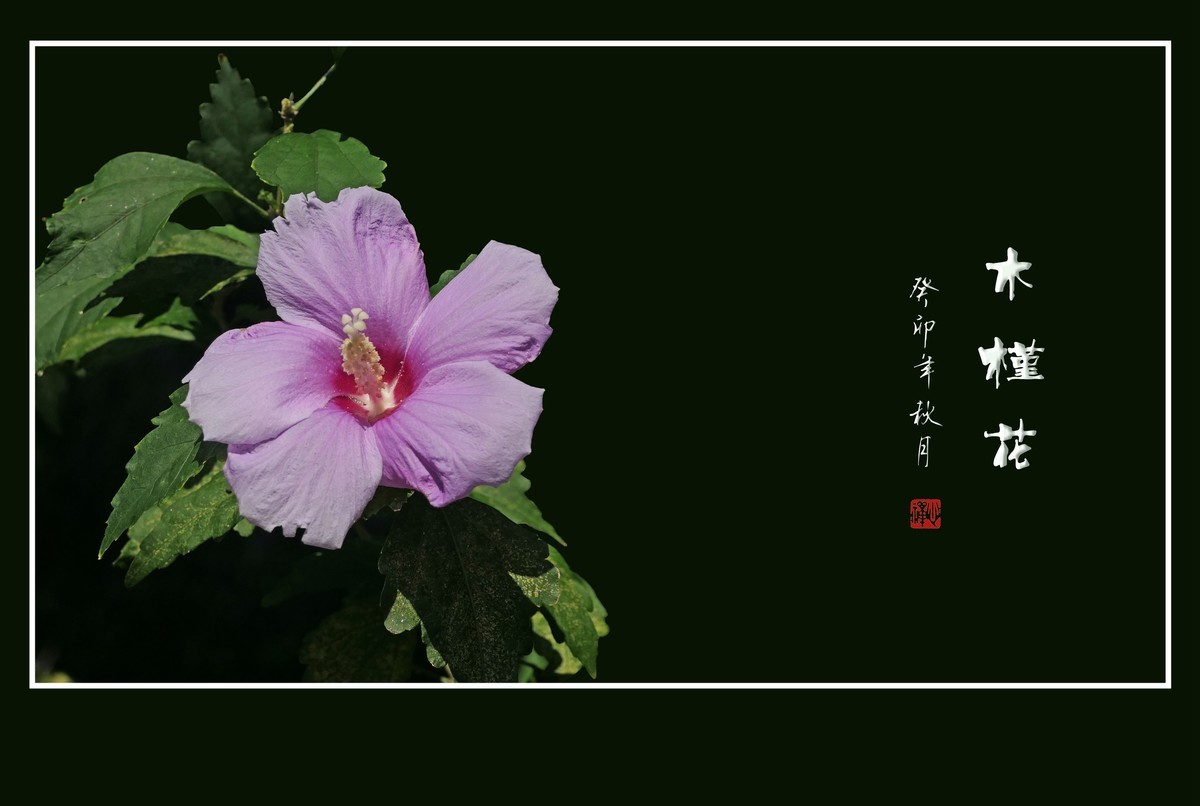 朝开夕合枝头俏，夏末秋初不争春