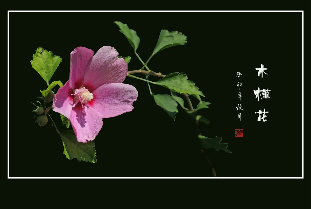 朝开夕合枝头俏，夏末秋初不争春