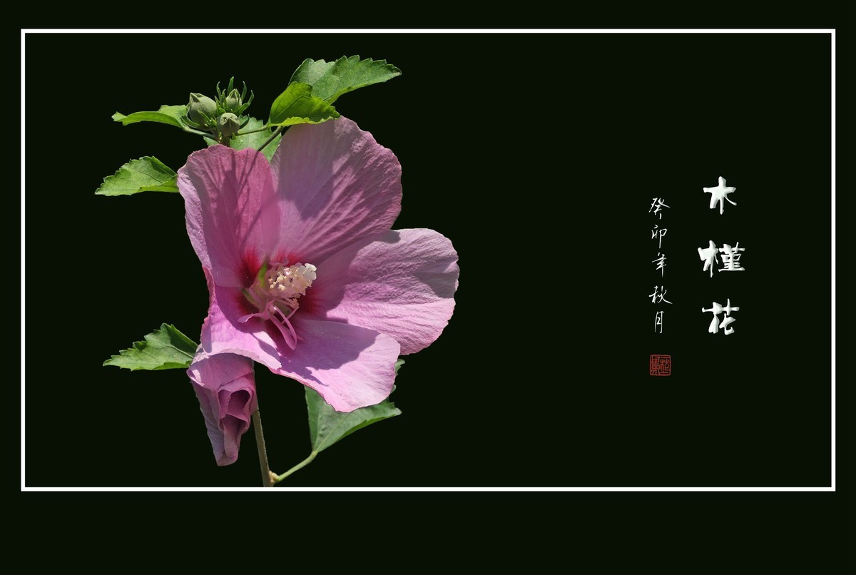 朝开夕合枝头俏，夏末秋初不争春