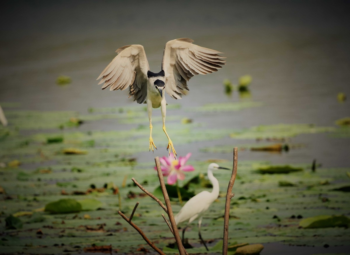 摄影小故事——一只夜鹭的尴尬事儿！