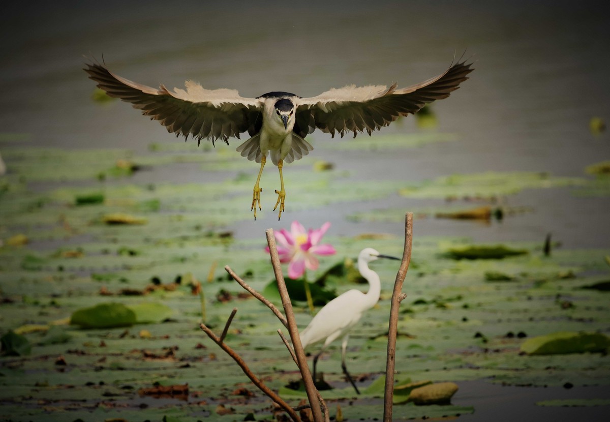 摄影小故事——一只夜鹭的尴尬事儿！