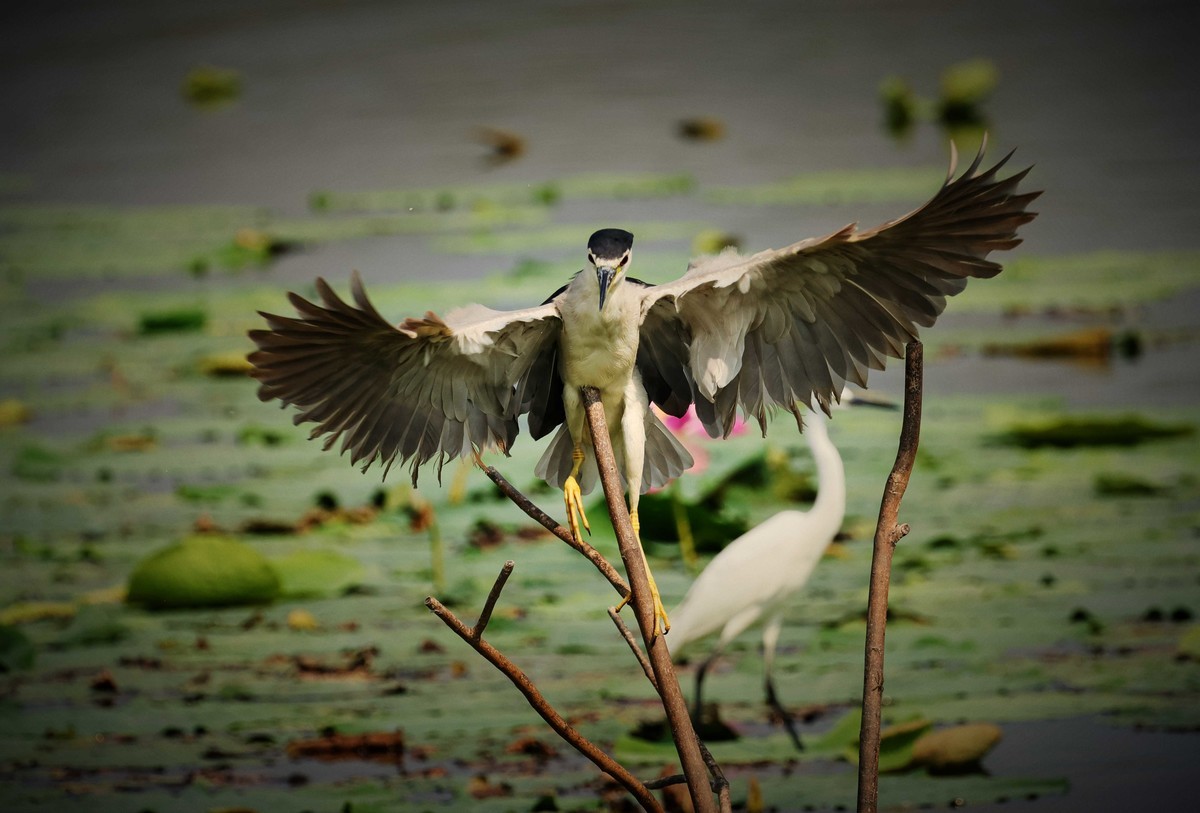 摄影小故事——一只夜鹭的尴尬事儿！