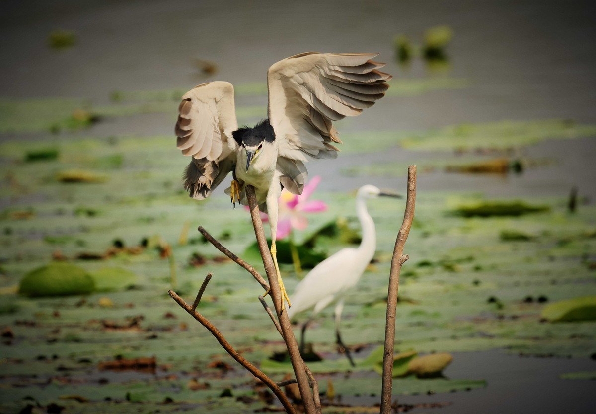 摄影小故事——一只夜鹭的尴尬事儿！