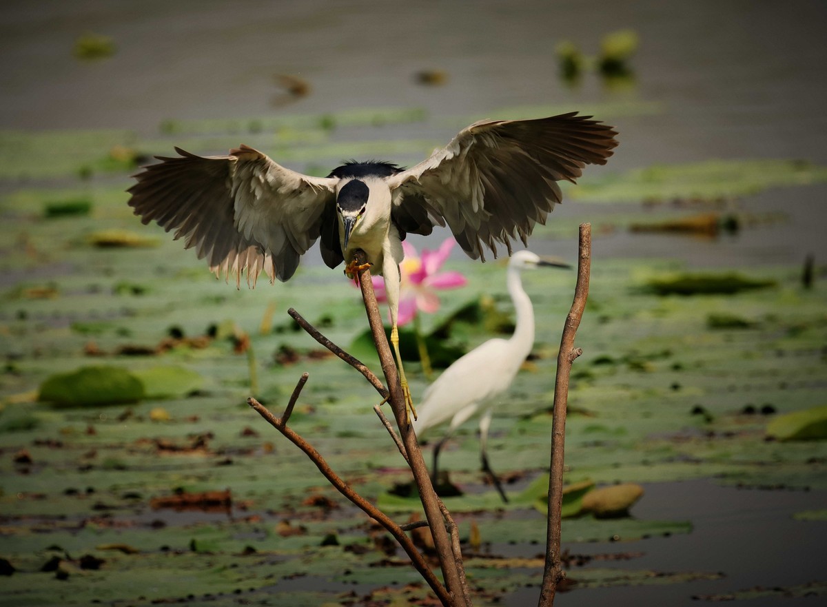 摄影小故事——一只夜鹭的尴尬事儿！
