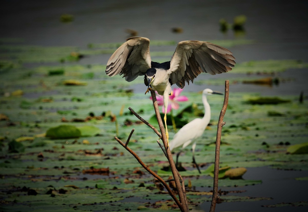 摄影小故事——一只夜鹭的尴尬事儿！
