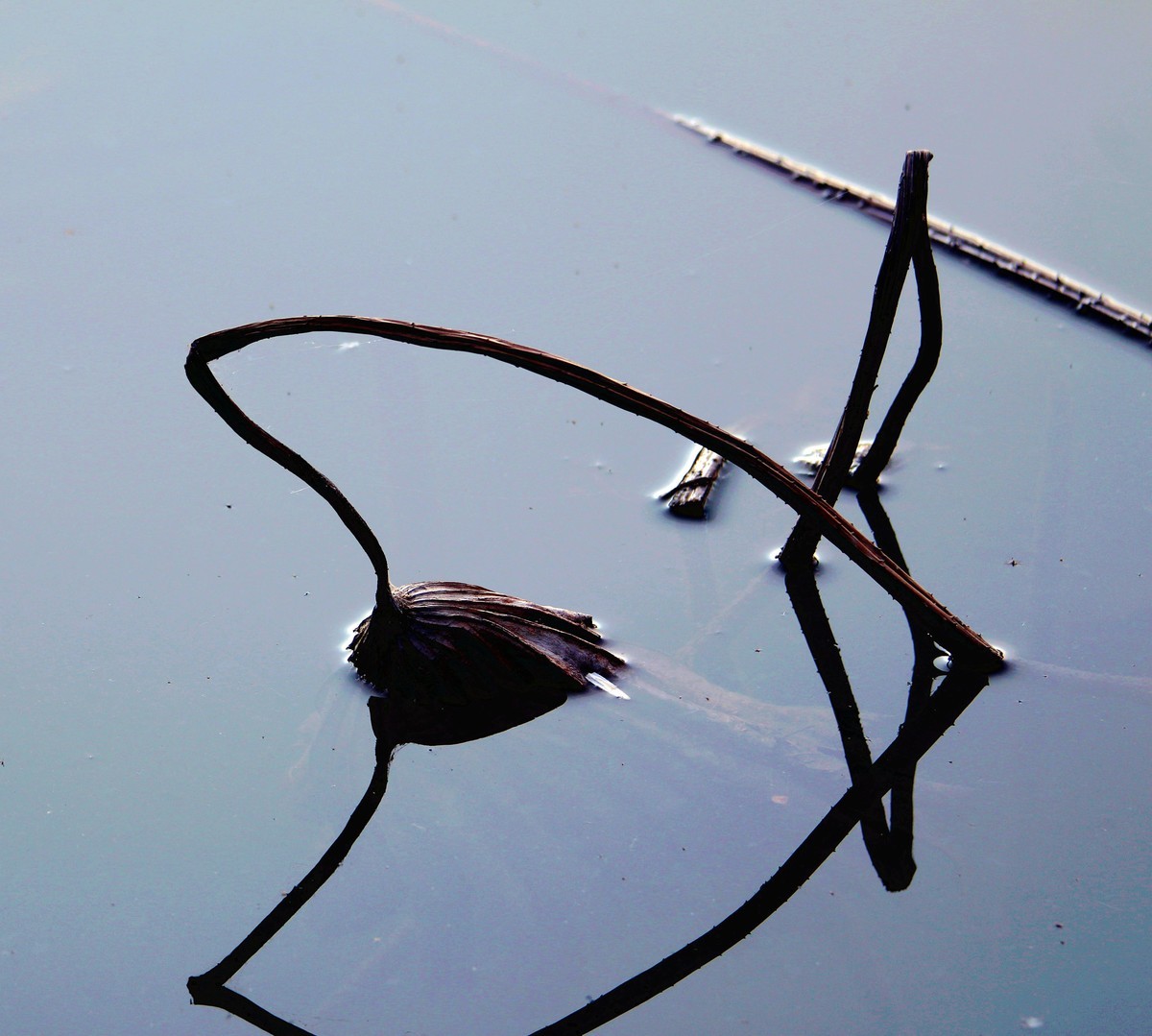 普者黑景区的残荷也很美