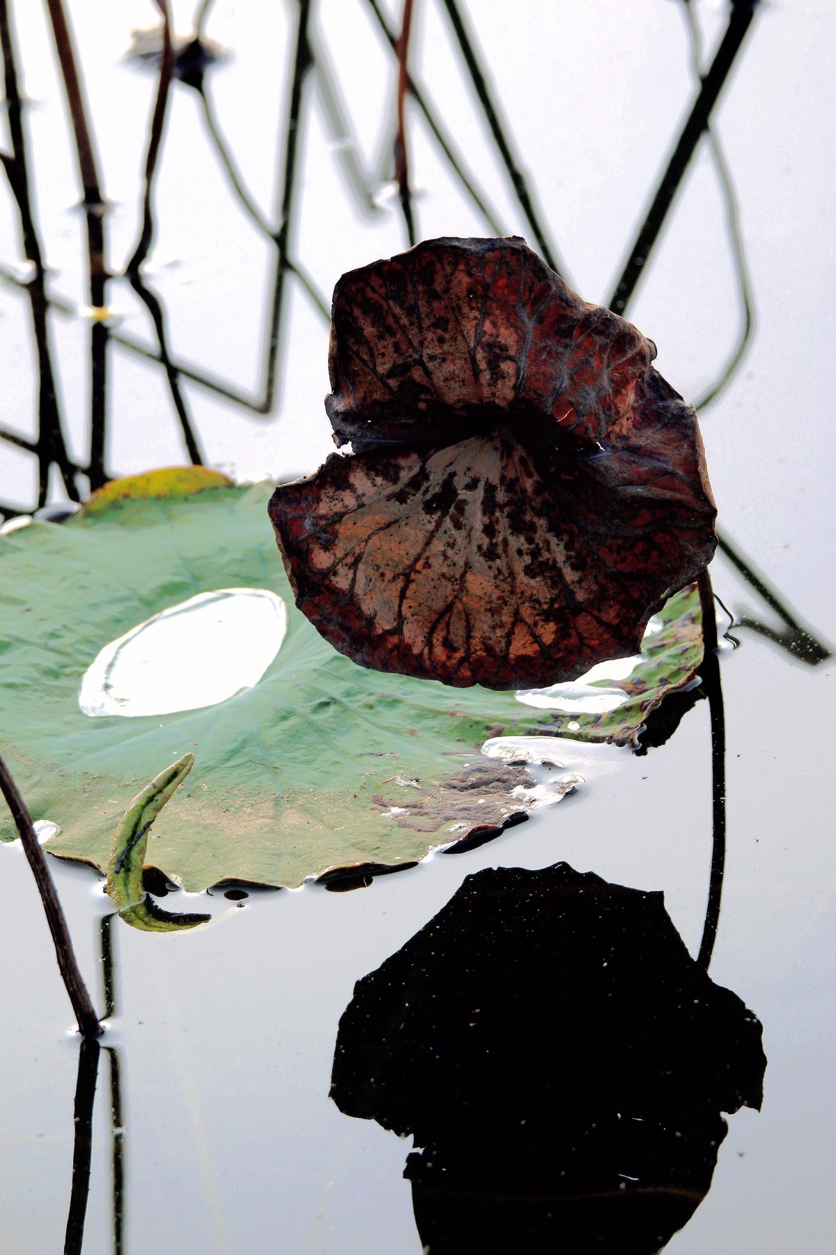 普者黑景区的残荷也很美