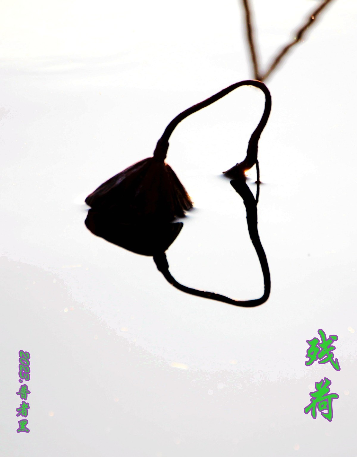 普者黑景区的残荷也很美