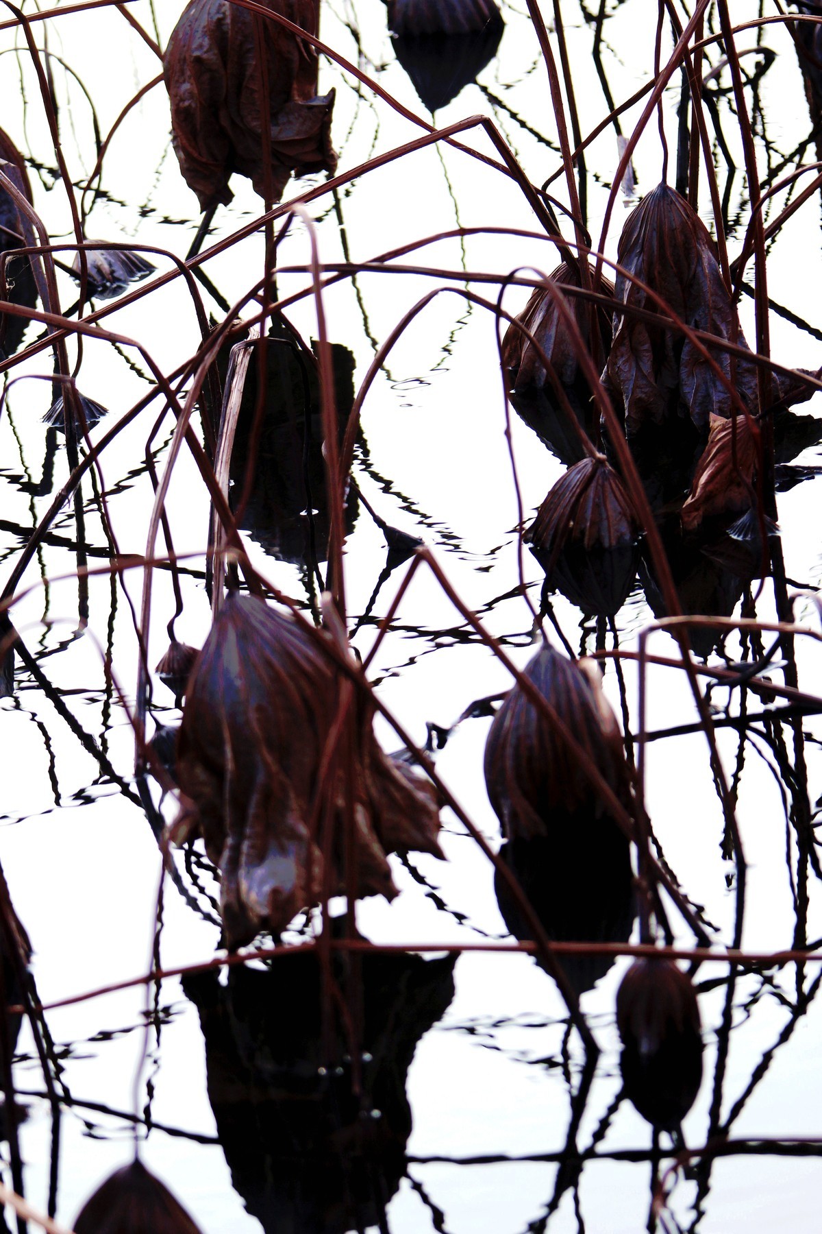 普者黑景区的残荷也很美