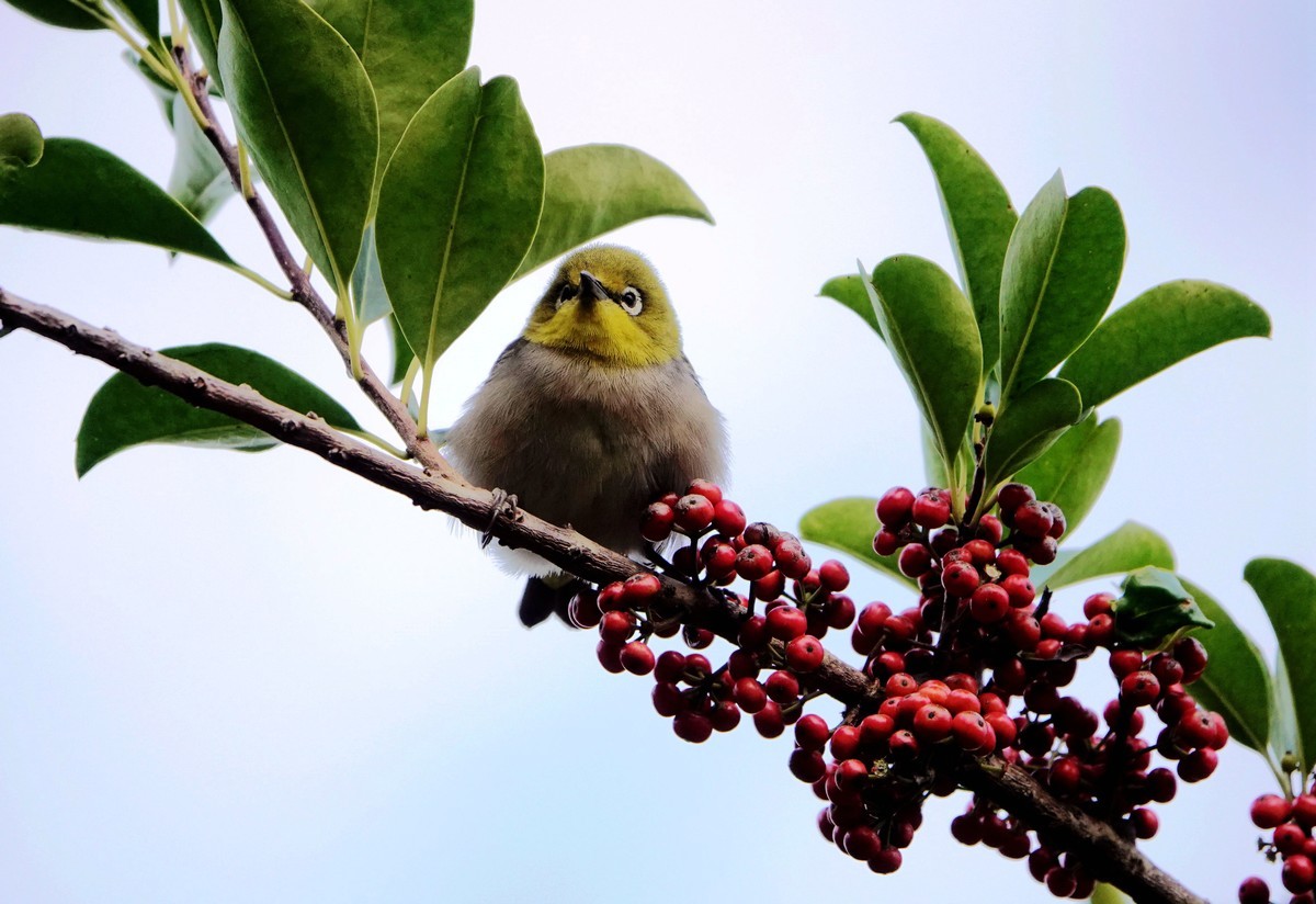 铁冬青上的绣眼