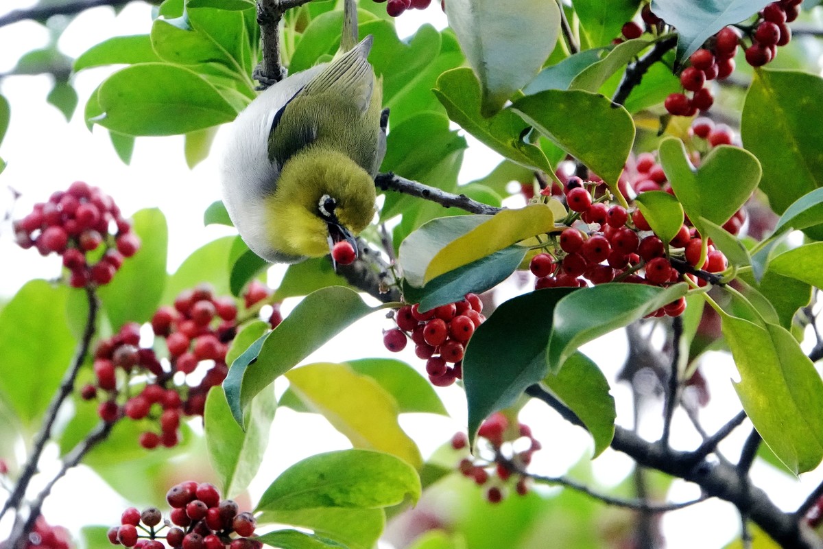 铁冬青上的绣眼