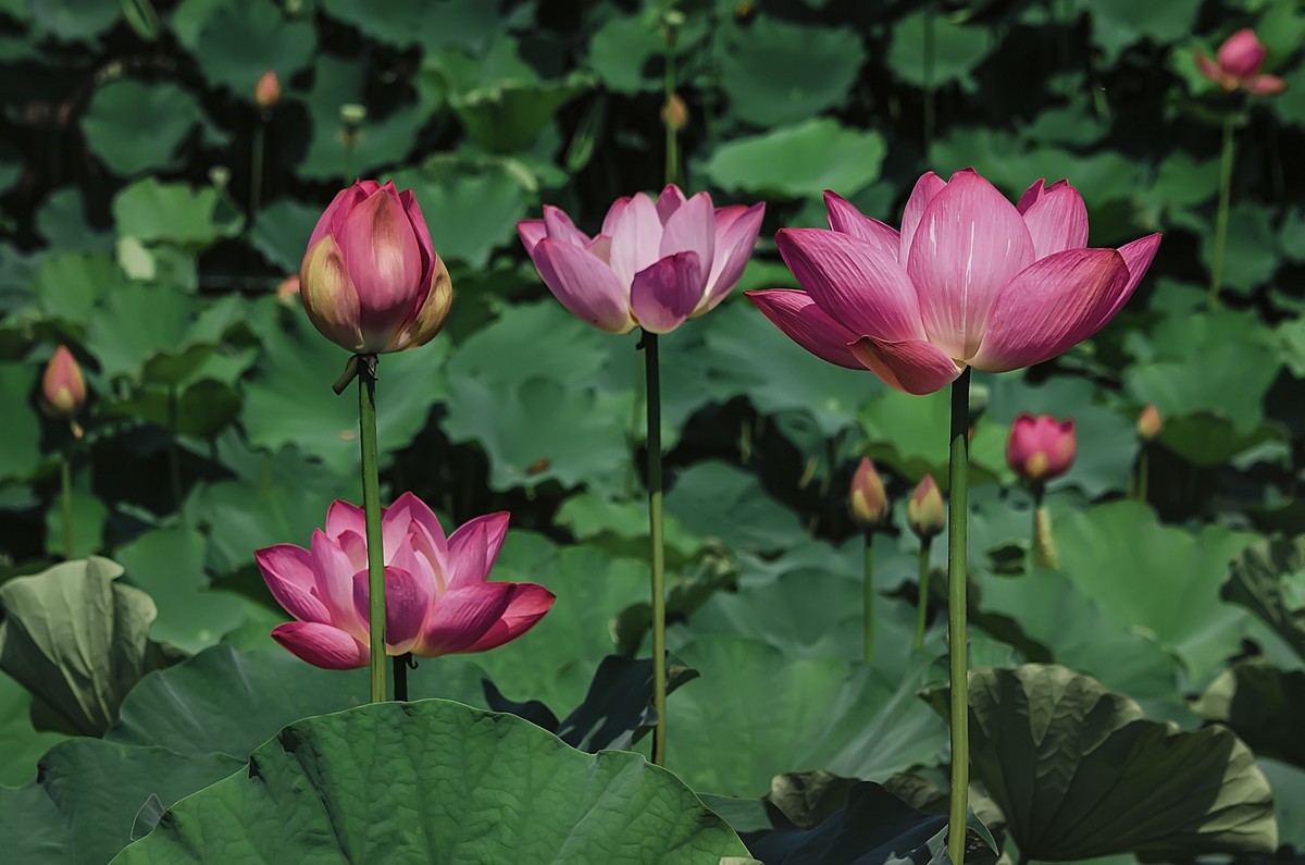 郫都 · 望丛祠 · 观荷