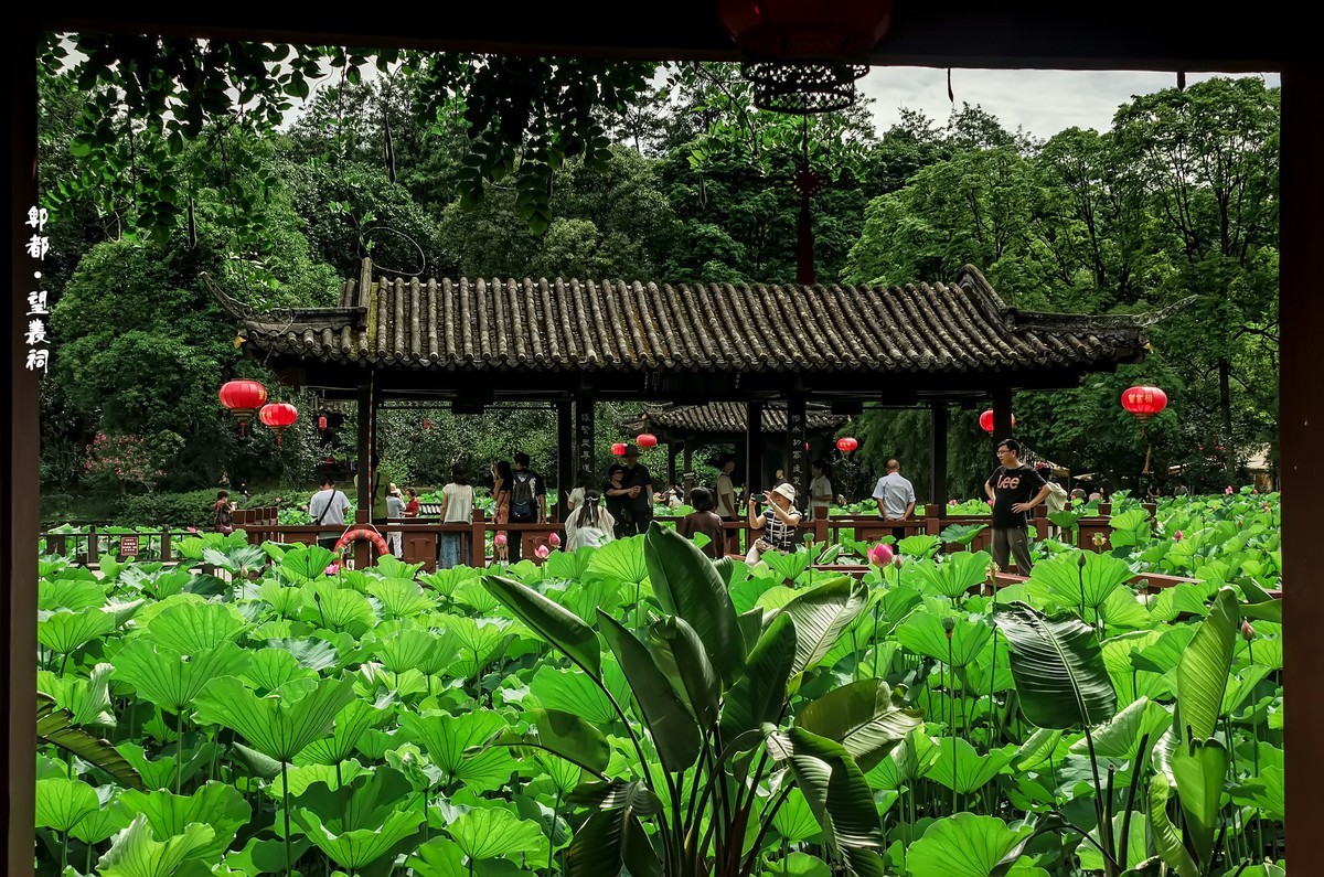 郫都 · 望丛祠 · 观荷