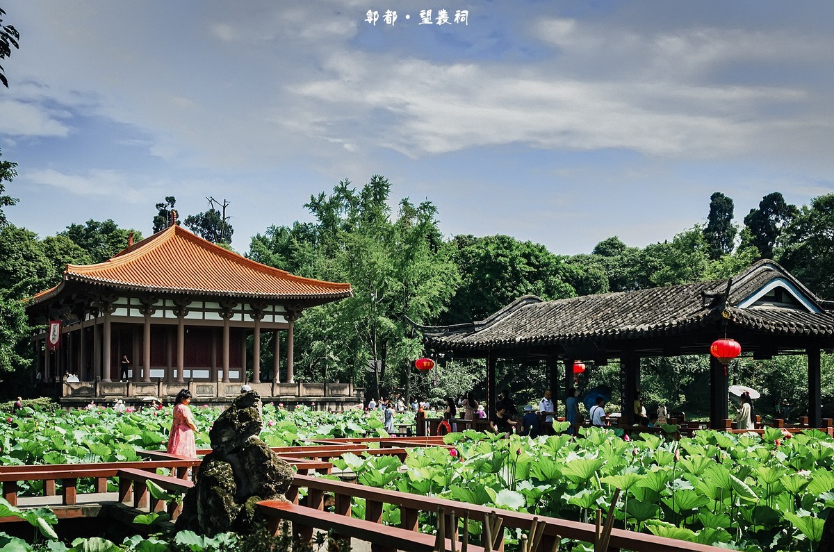 郫都 · 望丛祠 · 观荷