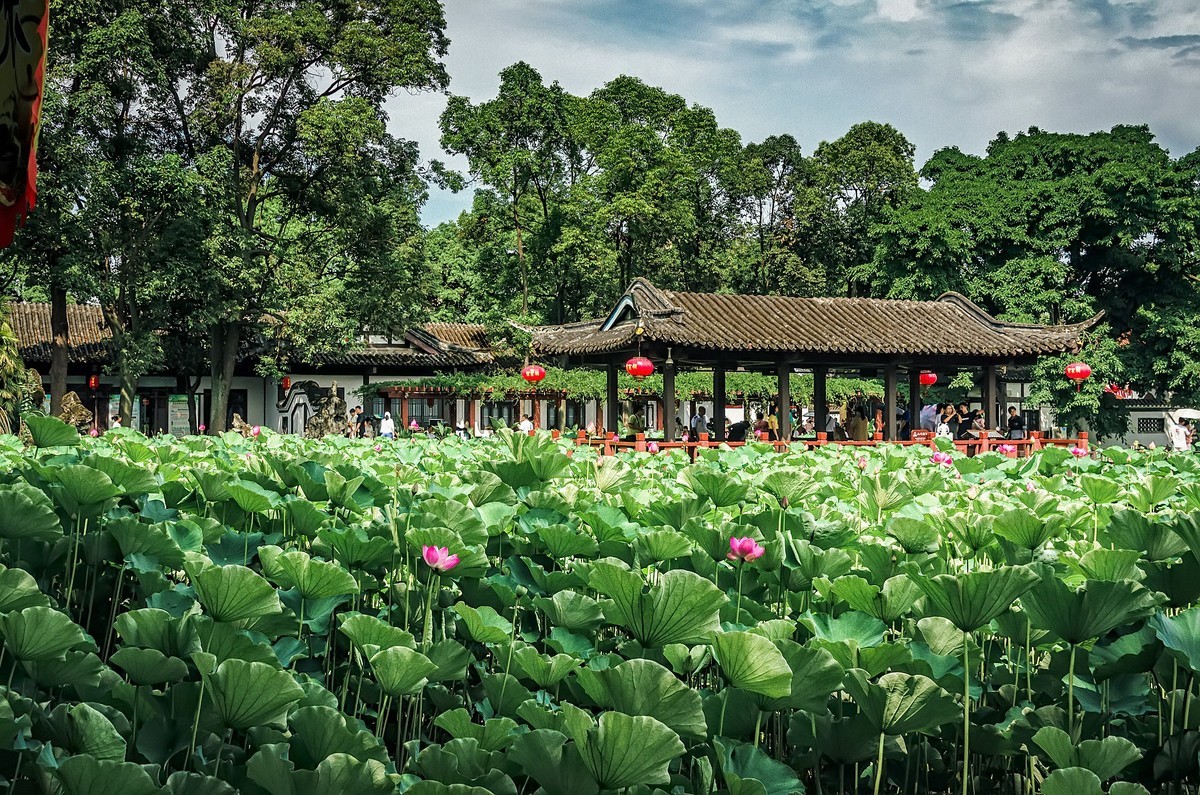 郫都 · 望丛祠 · 观荷