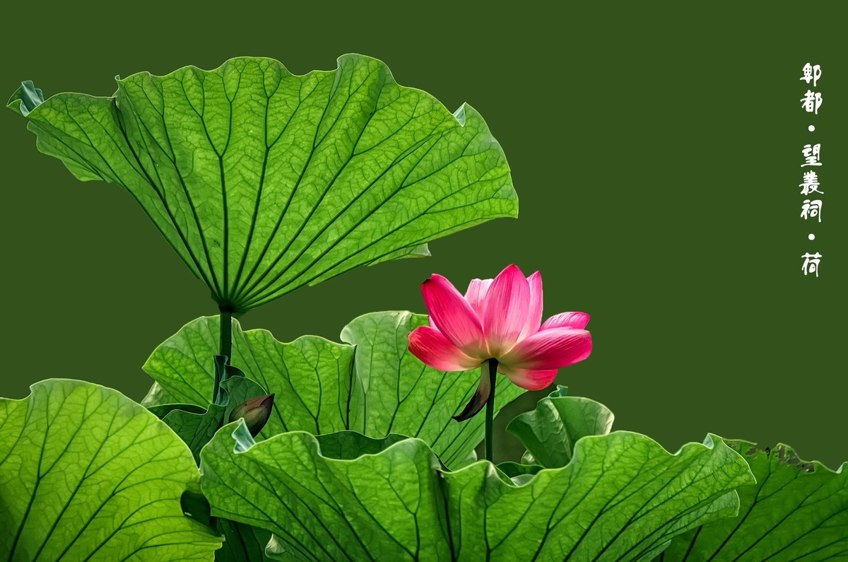 郫都 · 望丛祠 · 观荷