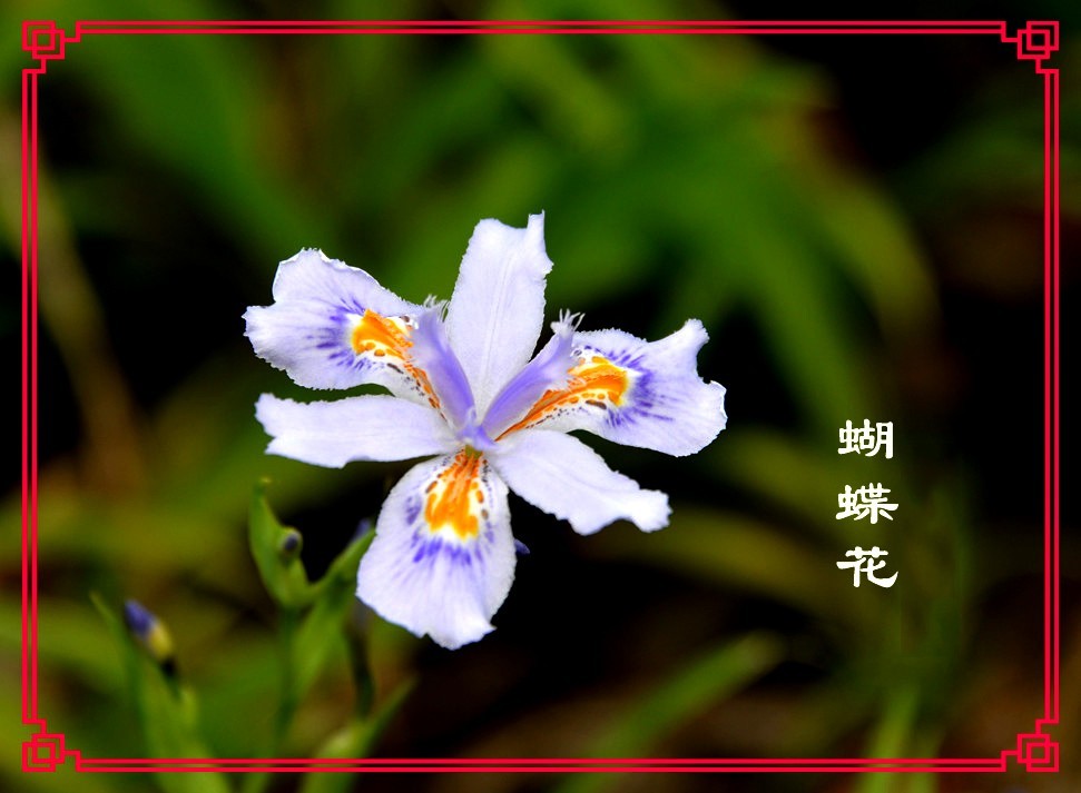 蝴蝶花图片大全 ChMkLGaDZaqIBp1QAAGAGbpUDfIAAgB5AAWG7sAAYAx956.jpg