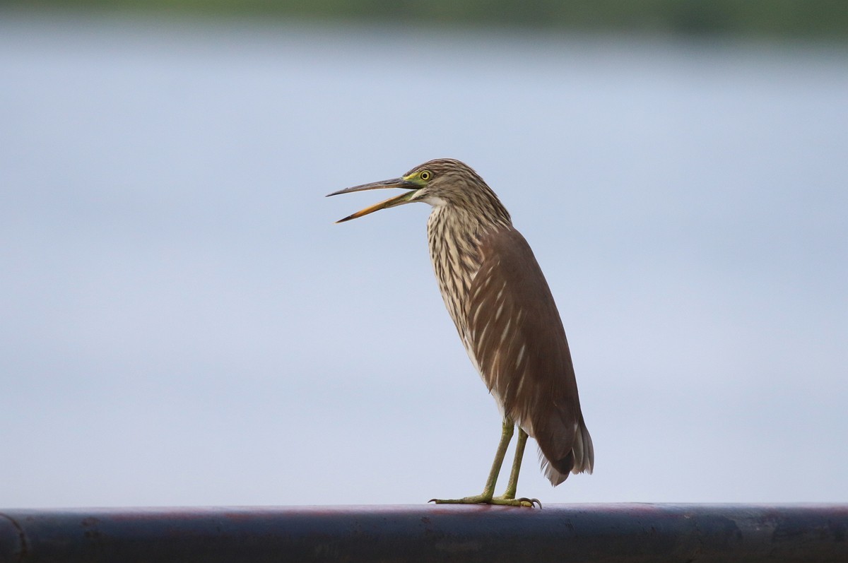 1030 一梭子拍大鸟-池鹭
