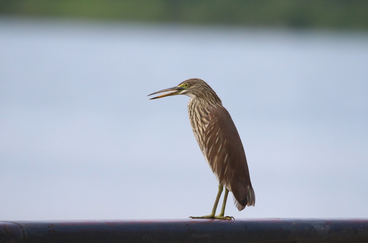 1030 一梭子拍大鸟-池鹭