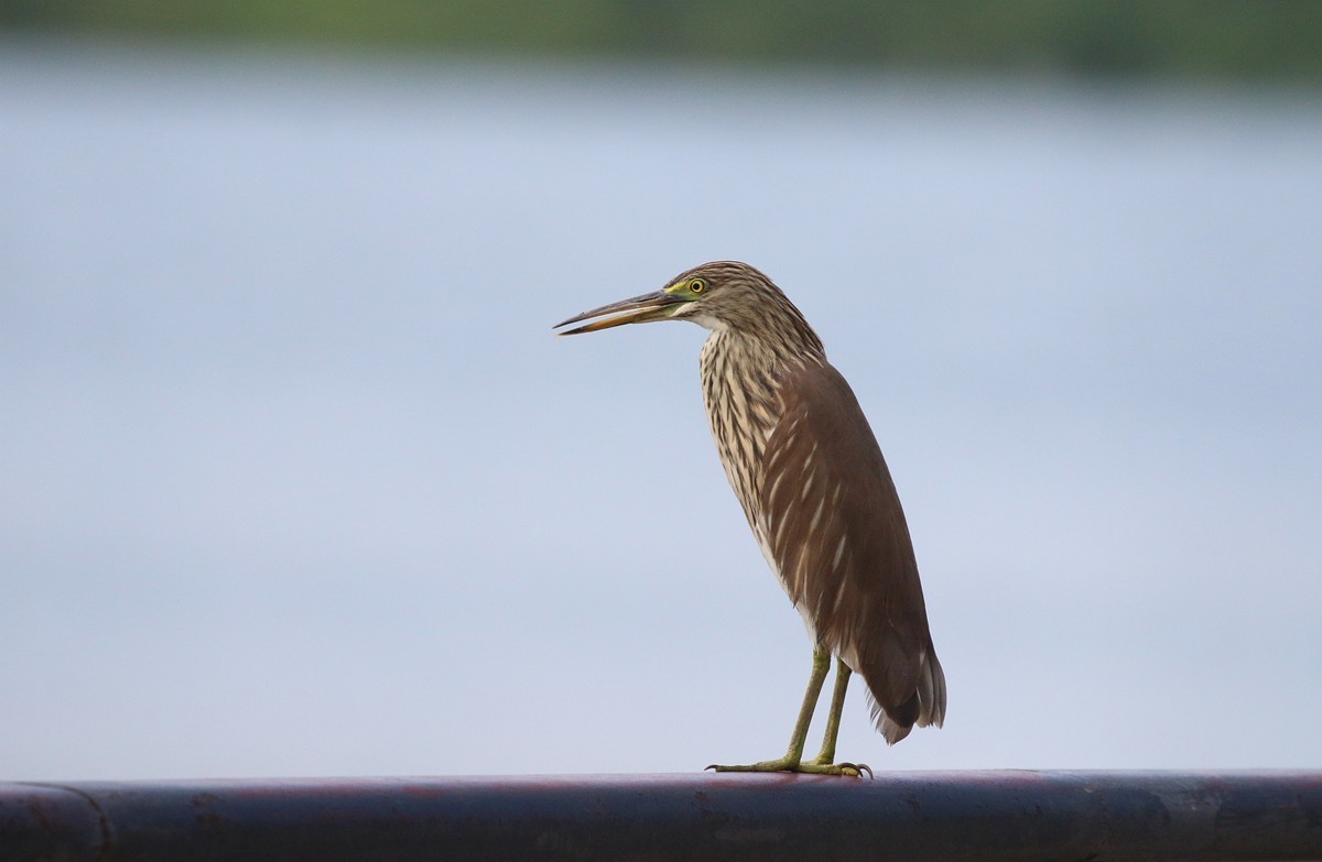 1030 一梭子拍大鸟-池鹭