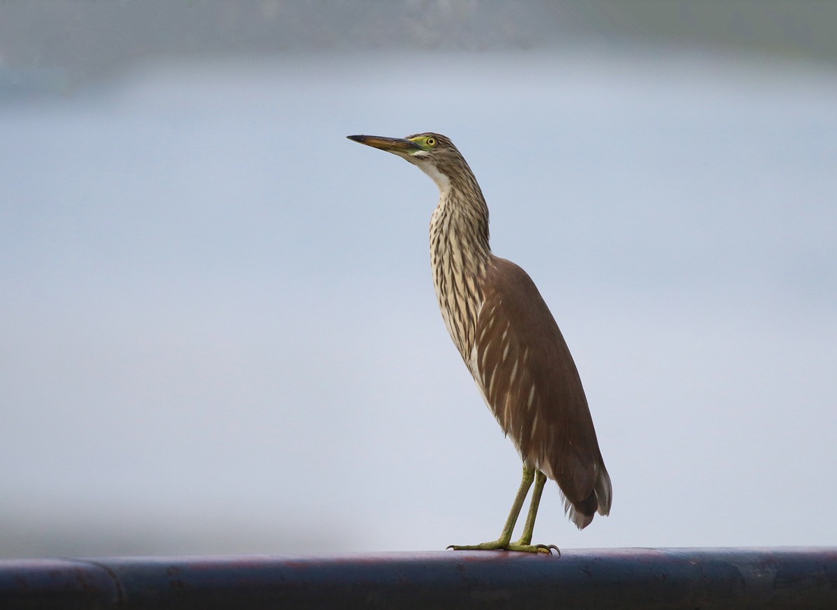 1030 一梭子拍大鸟-池鹭