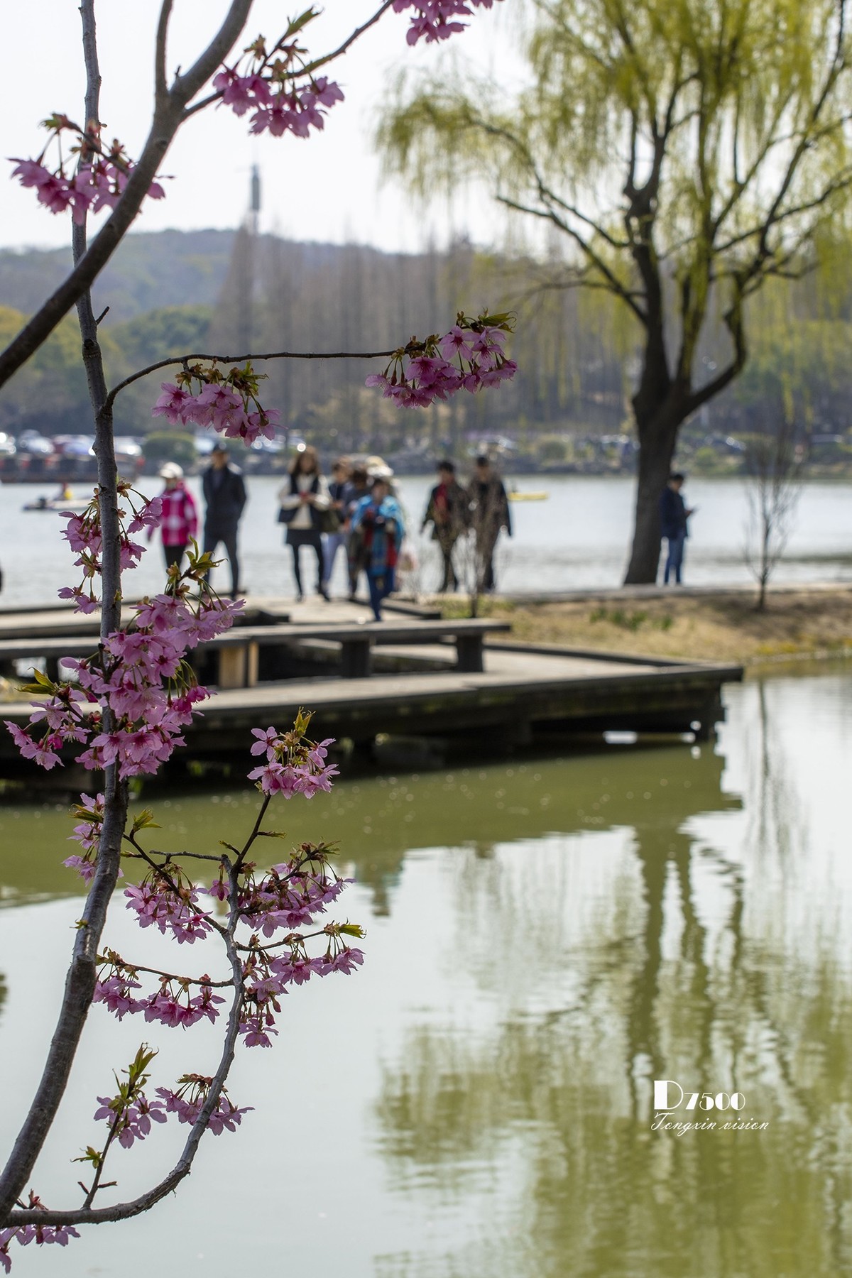 三月下江南——无锡鼋头渚（15）