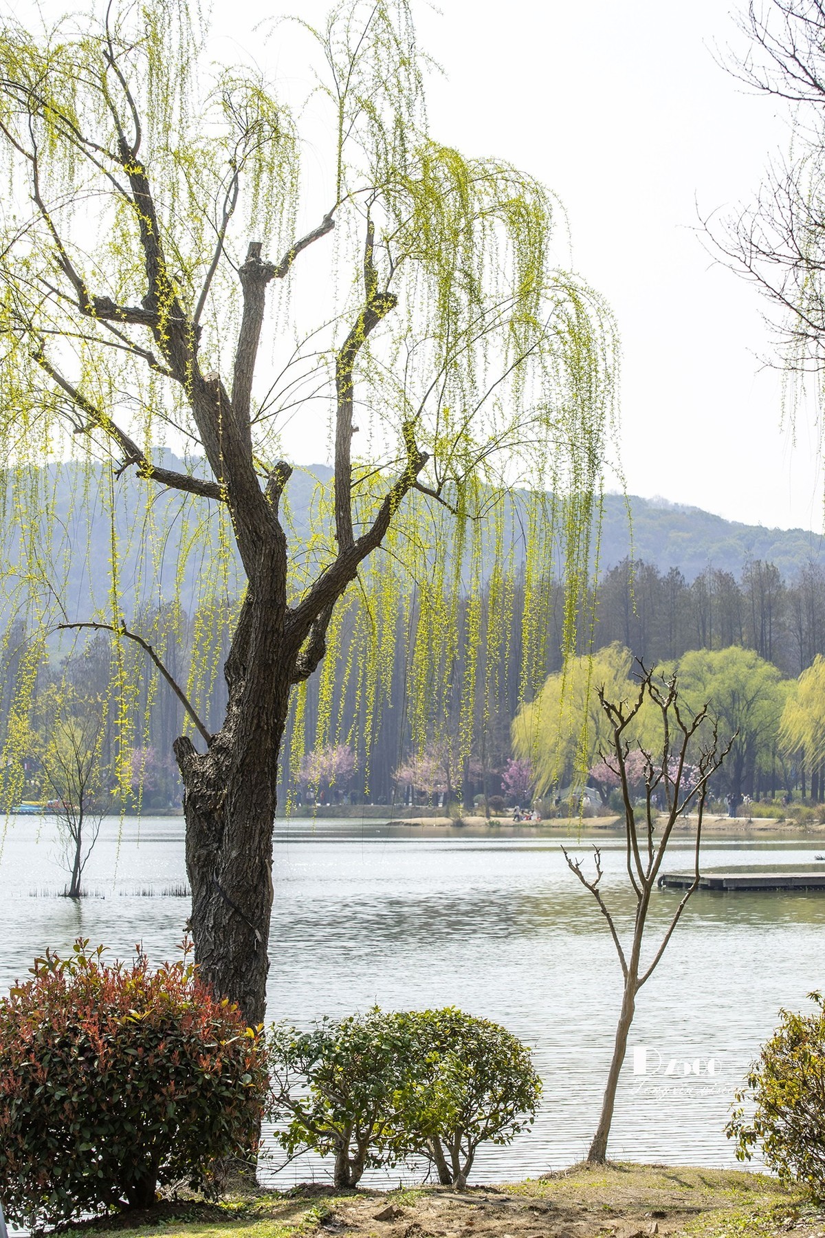 三月下江南——无锡鼋头渚（15）