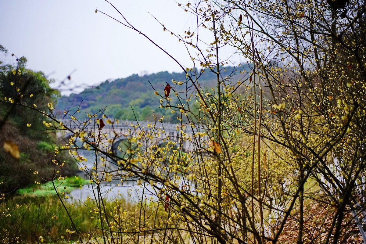 美能达50微拍园博园