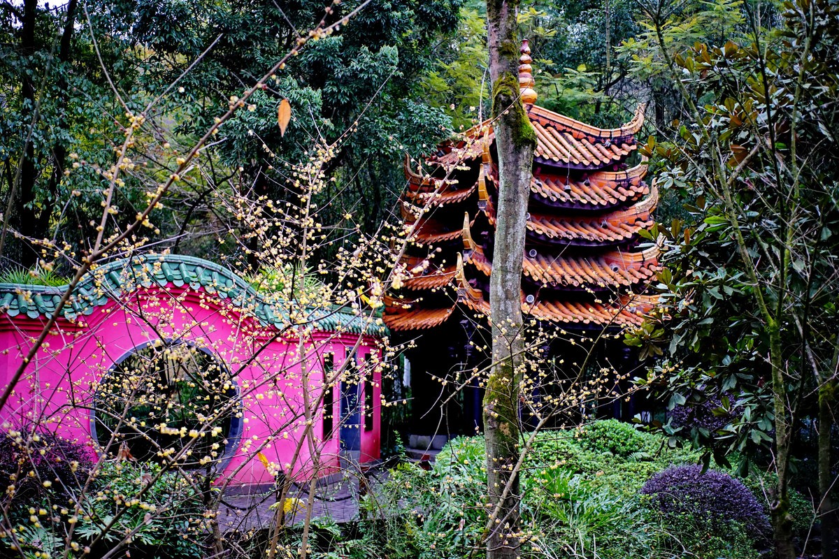 美能达50微拍园博园