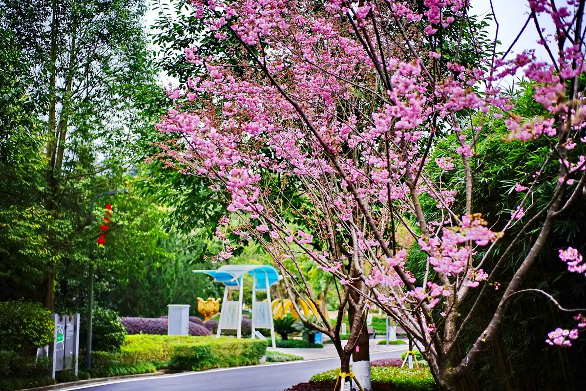 美能达50微拍园博园