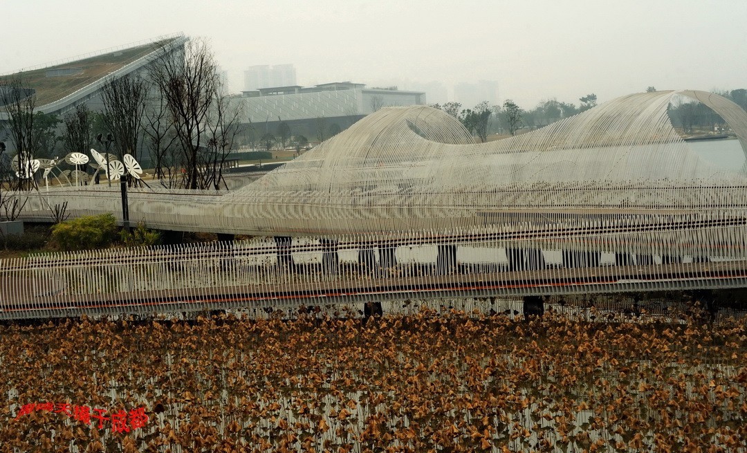 成都世大运主会场飞碟二、    周鸣天