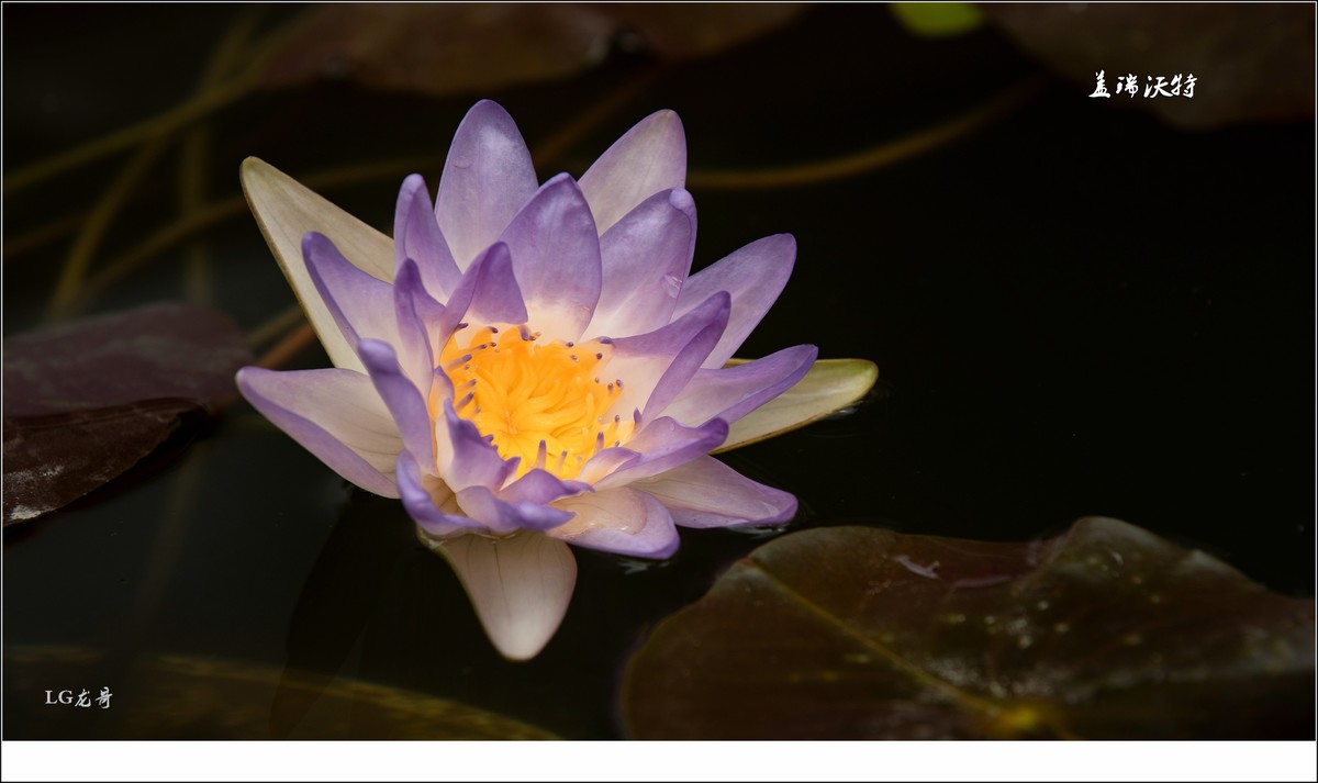 ★★★★★名贵莲花十五种