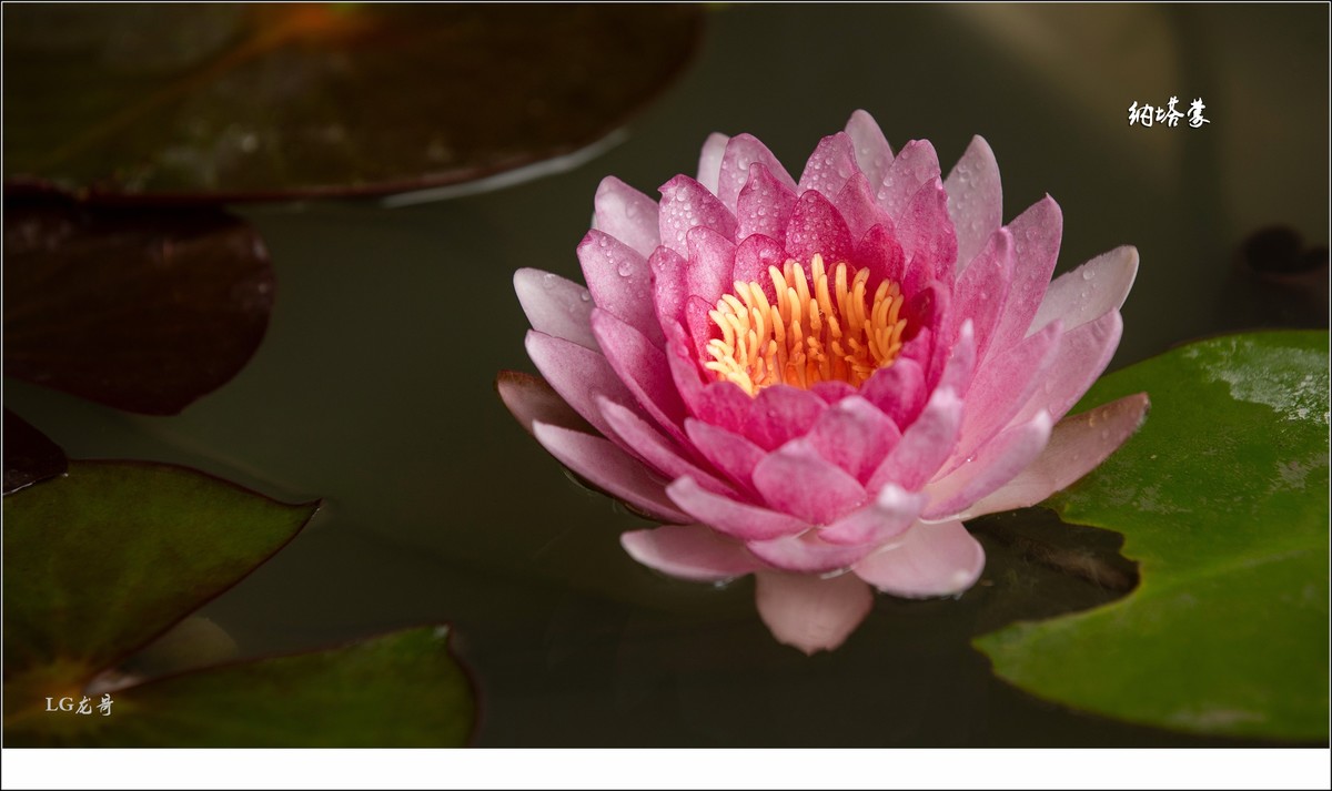 ★★★★★名贵莲花十五种