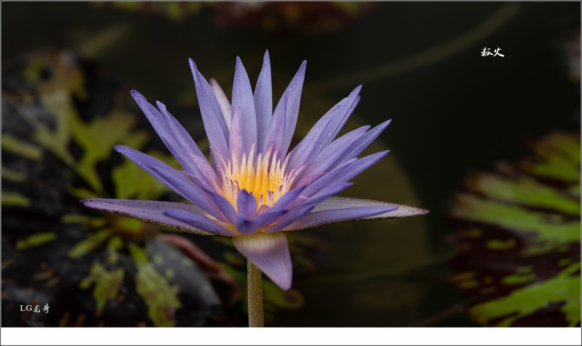 ★★★★★名贵莲花十五种