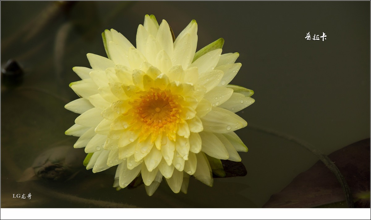 ★★★★★名贵莲花十五种